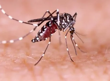 dengue Sindh