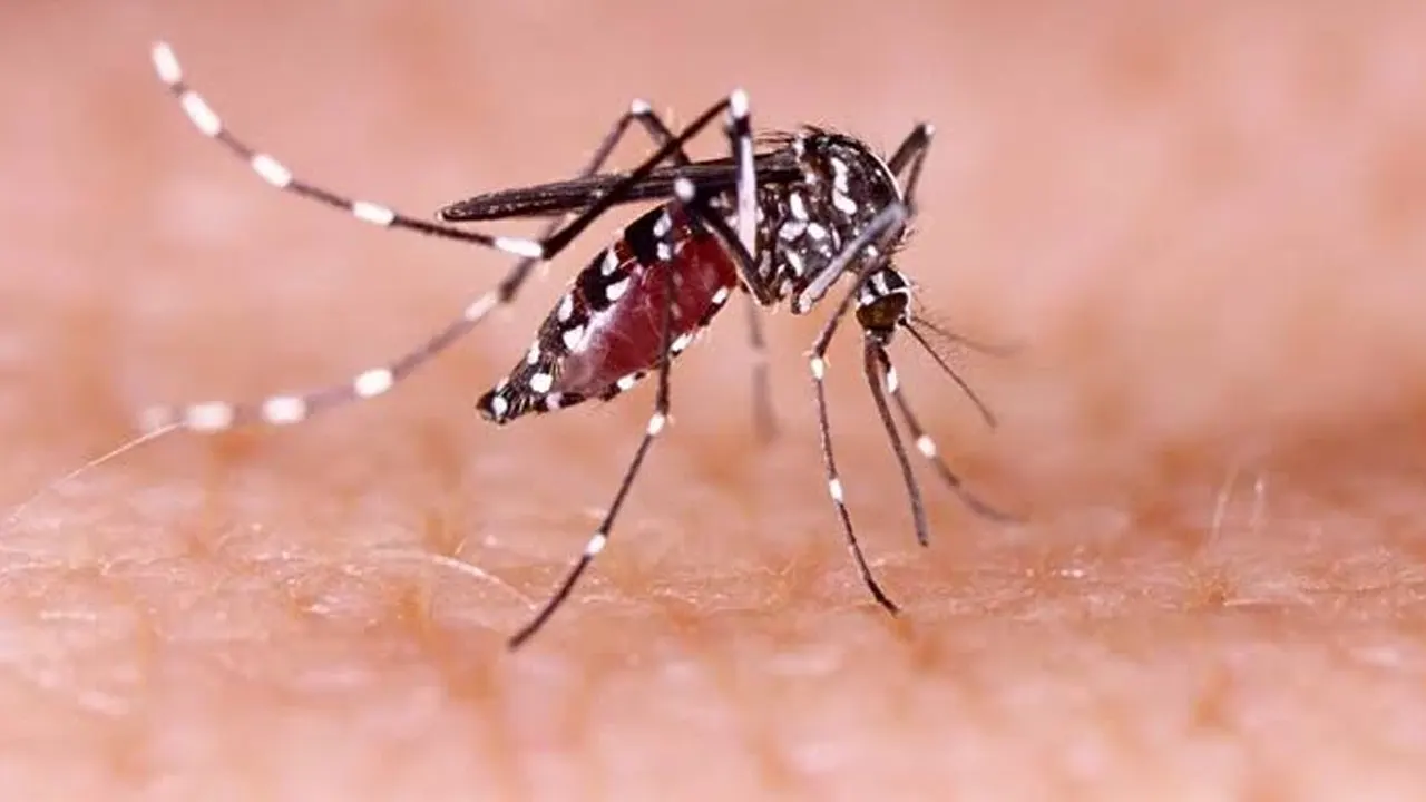 dengue Sindh