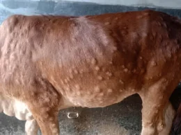 Lumpy skin
