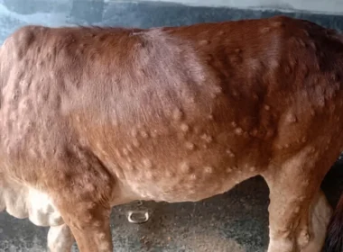 Lumpy skin