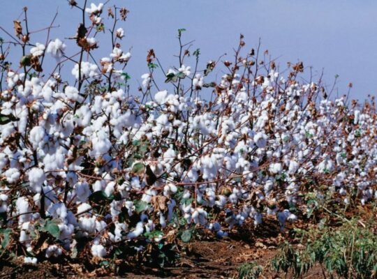 Pakistan’s cotton imports surge amid decline in local production