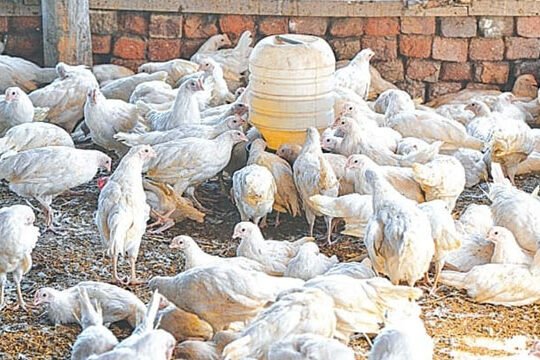 chicken price Karachi