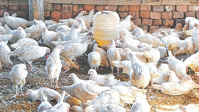 chicken price Karachi