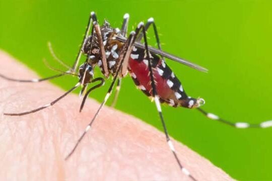 mosquito borne disease