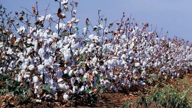 Pakistan’s cotton imports surge amid decline in local production