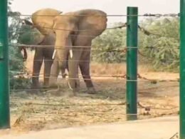 Karachi Safari Park elephants