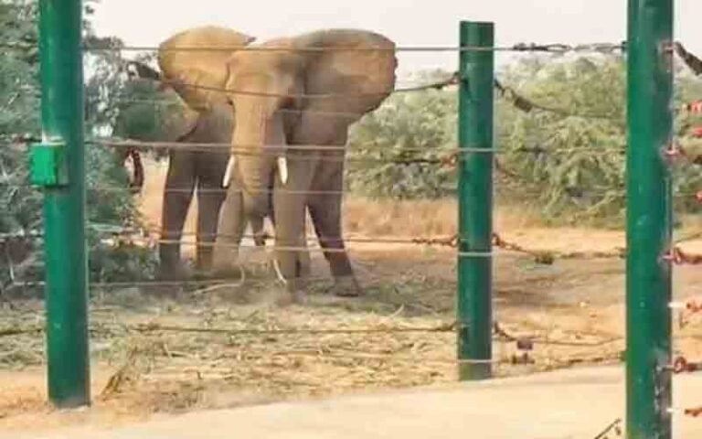 Karachi Safari Park elephants