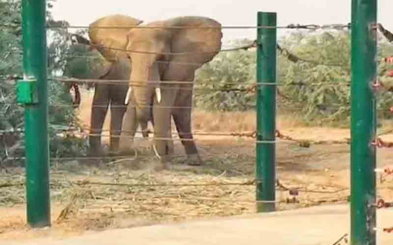 Safari Park Elephants