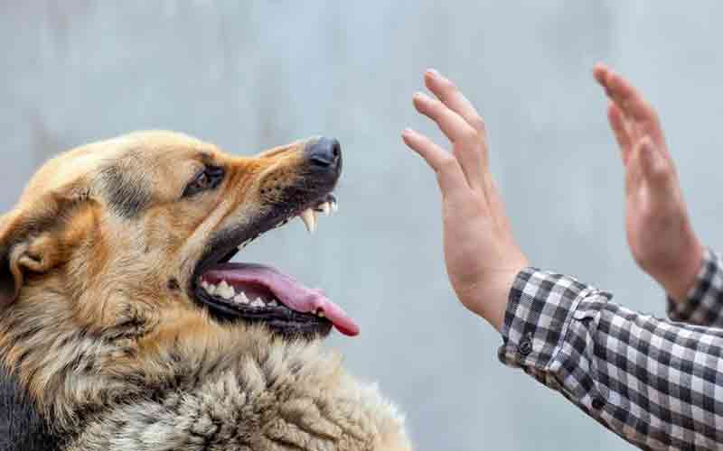 Dog Bite cases Karachi
