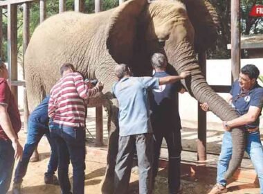 Karachi Safari Park Elephant