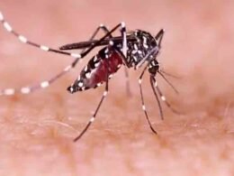 Dengue outbreak Pakistan