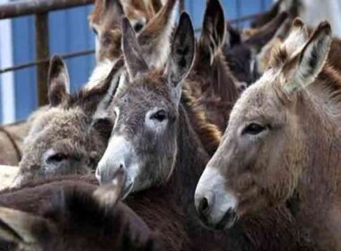 Donkey meat exports to China
