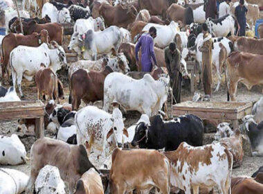 Karachi cattle market