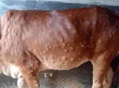 lumpy skin disease