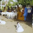 Karachi illegal cattle markets