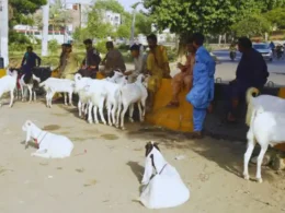 Karachi illegal cattle markets