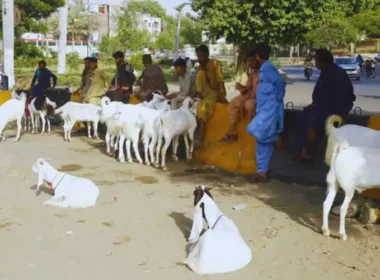Karachi illegal cattle markets
