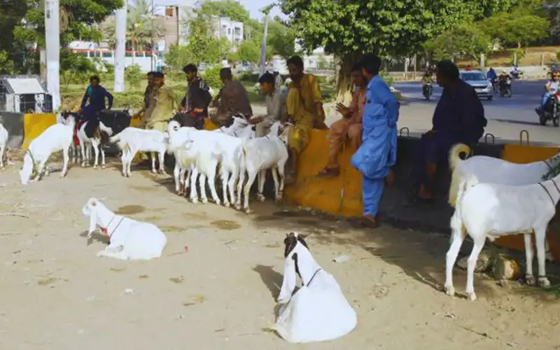 Karachi illegal cattle markets