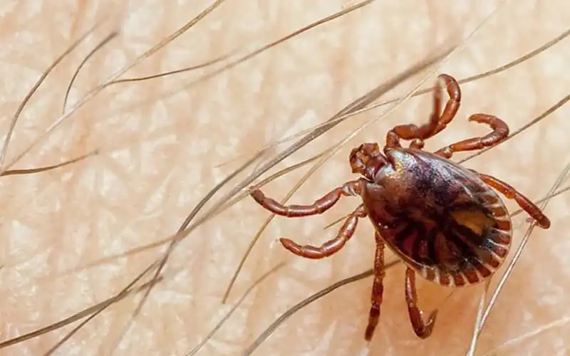 Congo virus case