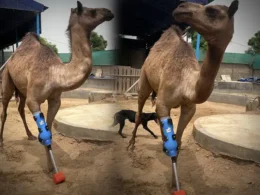 Cammie the camel