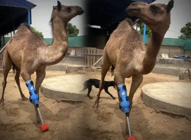Cammie the camel