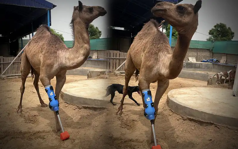 Cammie the camel