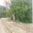 Karachi Tree cutting