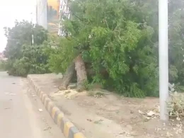 Karachi Tree cutting