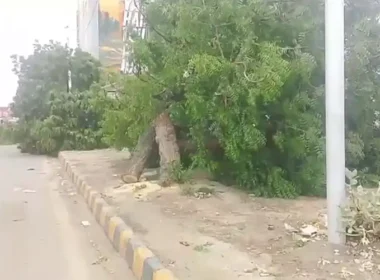 Karachi Tree cutting