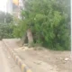 Karachi Tree cutting