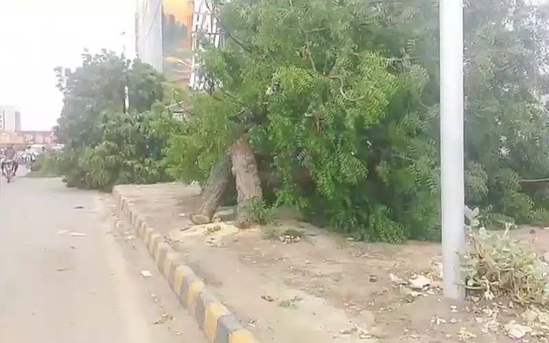Karachi Tree cutting