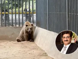 Rano bear transfer