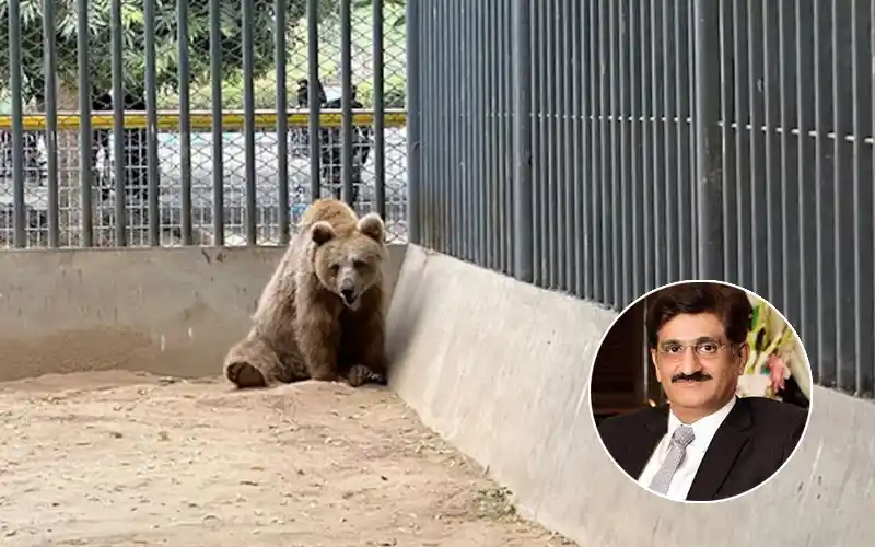 Rano bear transfer