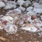 dead chicken meat Karachi