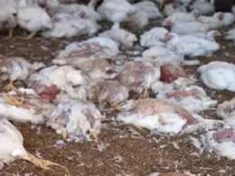 dead chicken meat Karachi