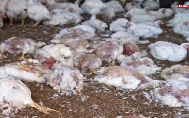 dead chicken meat Karachi
