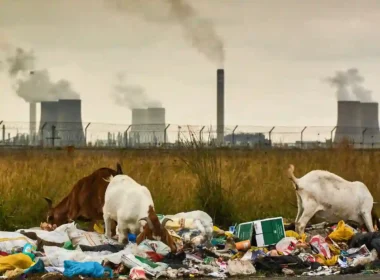 Climate change deaths