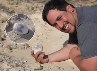 dinosaur egg found in Argentina