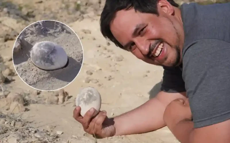 dinosaur egg found in Argentina