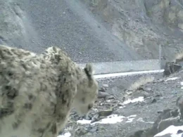 Snow leopard Pakistan