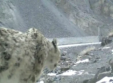 Snow leopard Pakistan