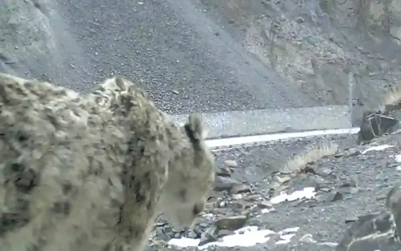 Snow leopard Pakistan