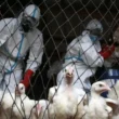 Bird flu human transmission threat
