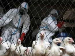 Bird flu human transmission threat