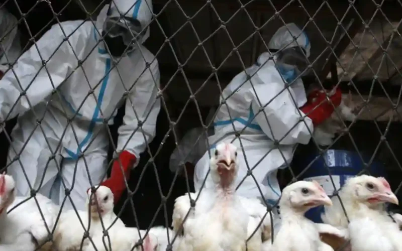 Bird flu human transmission threat