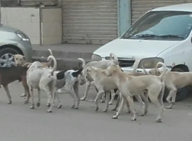 Karachi university dog bite incidents