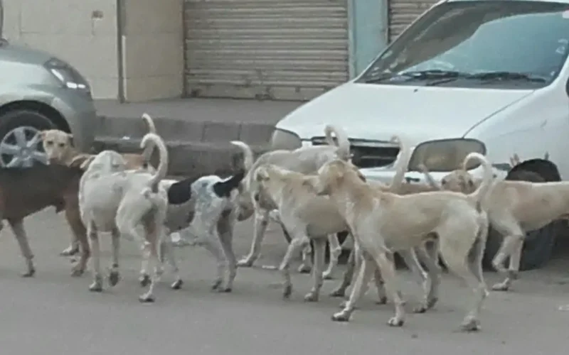 Karachi university dog bite incidents