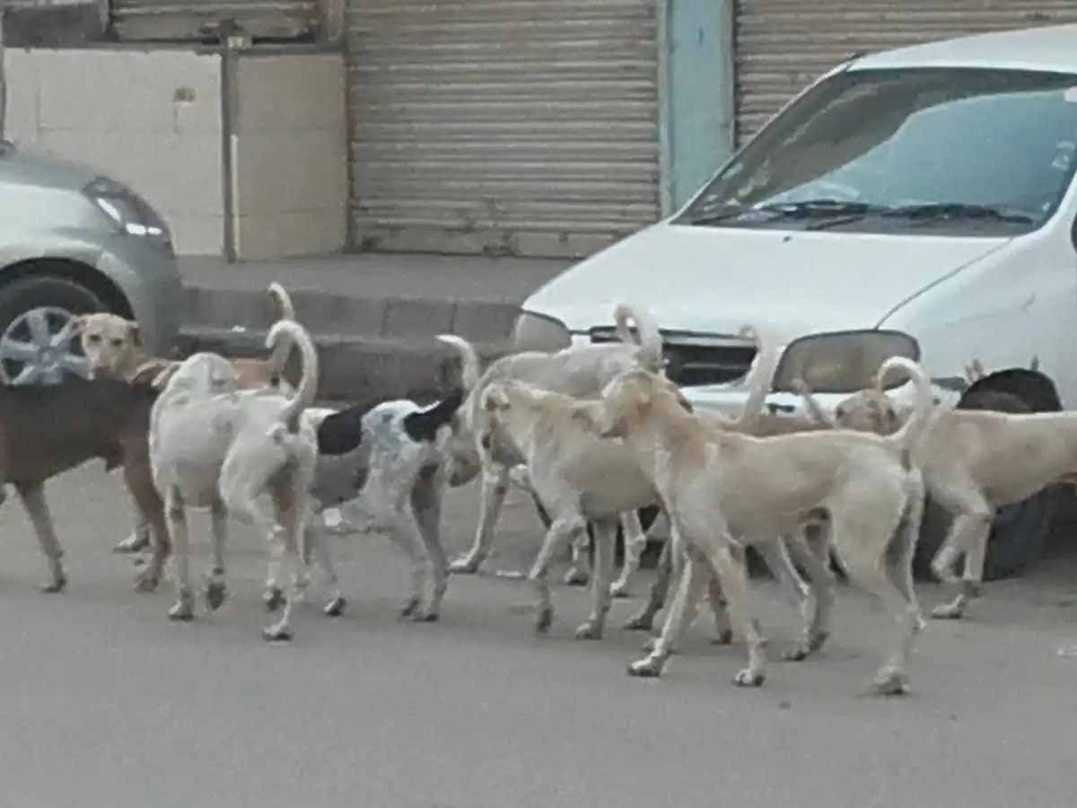 Karachi university dog bite incidents