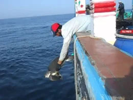 WWF-Pakistan Green Turtle conservation