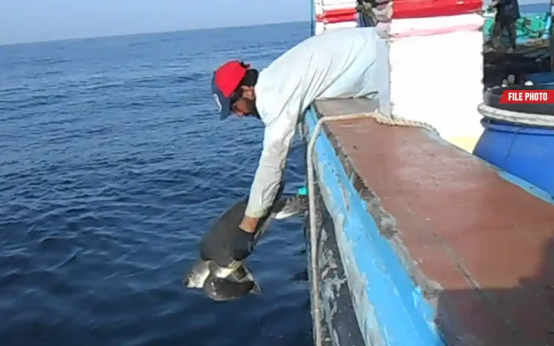 WWF-Pakistan Green Turtle conservation